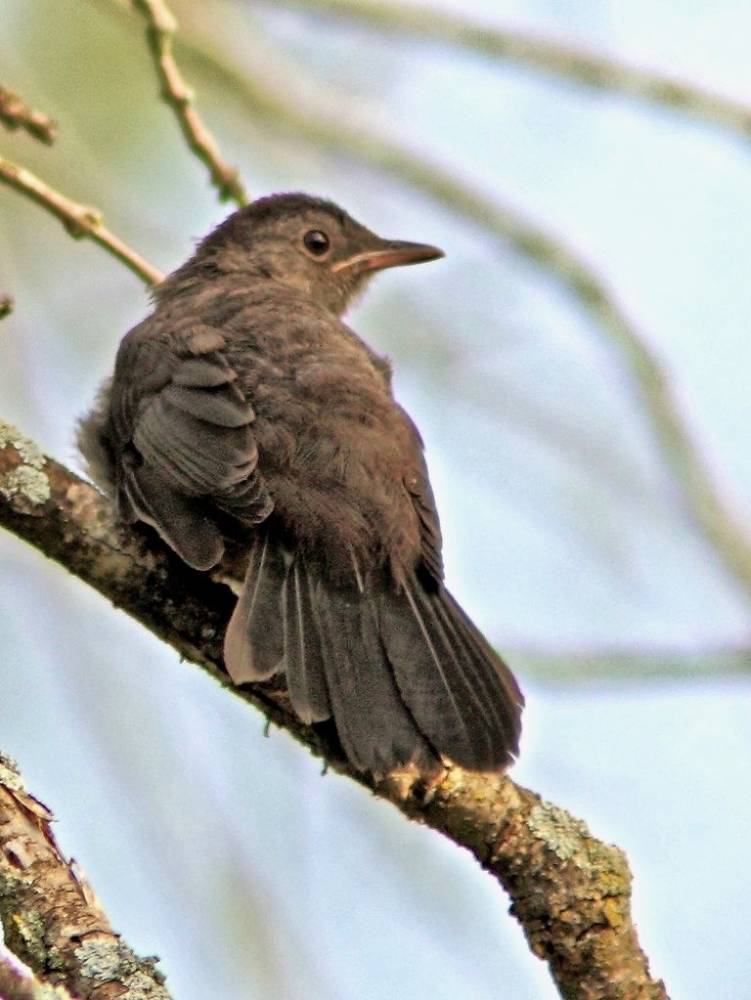 Gray Catbird fledgling 20130829 by Kenneth Cole Schneider is licensed under CC BY-NC-ND 2.0